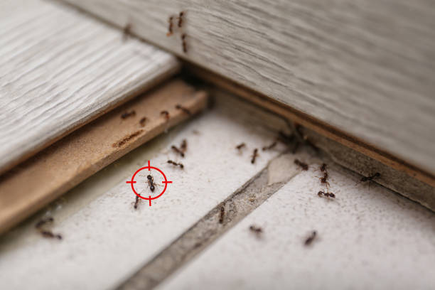 Best Pest Removal Services  in Sonoma State University, CA