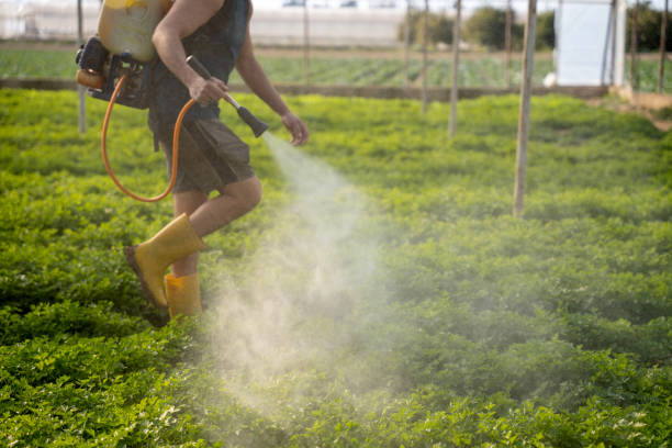 Wasp Removal Services in Sonoma State University, CA